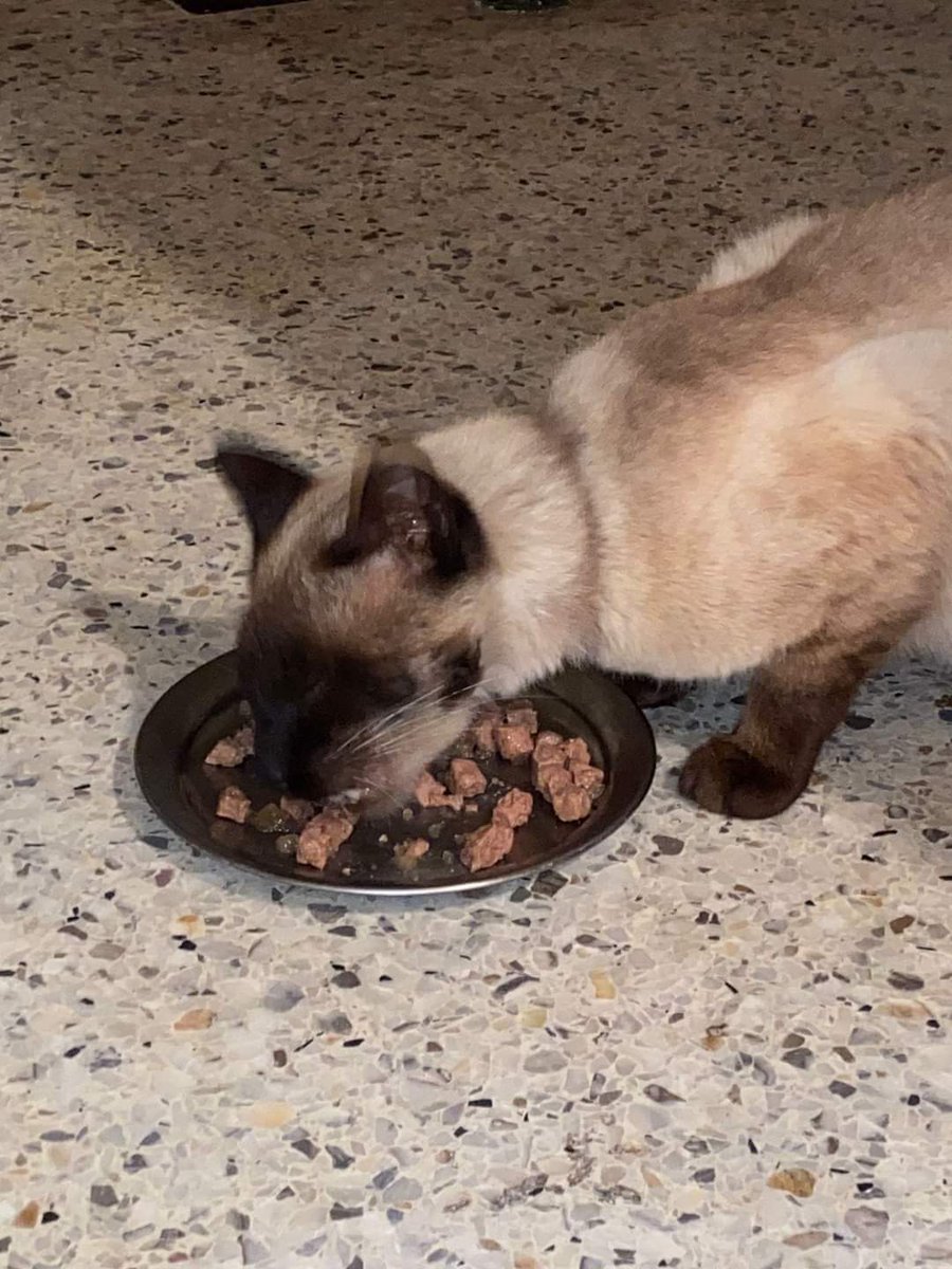 cat lover on Twitter "Homeless cats need humans for safety, they