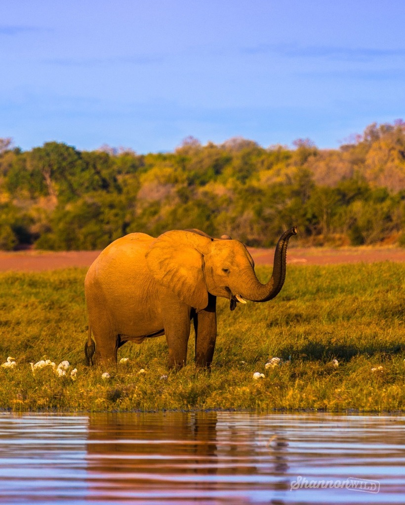 African Elephant standing by Lake Kariba at dusk.

#shannonwild #elephant #africa #africanelephant l#LakeKariba #animalsultans #exclusive_animals #explore_wildlife #featured_wildlife #ignature #igscwildlife  #marvelouz_animals  #nature_perfection #wildlife_inspired #wildlife…