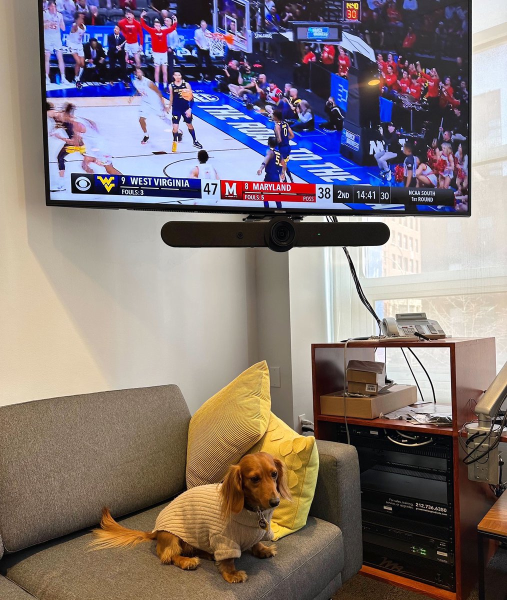 Daily Show Dogs tweet media