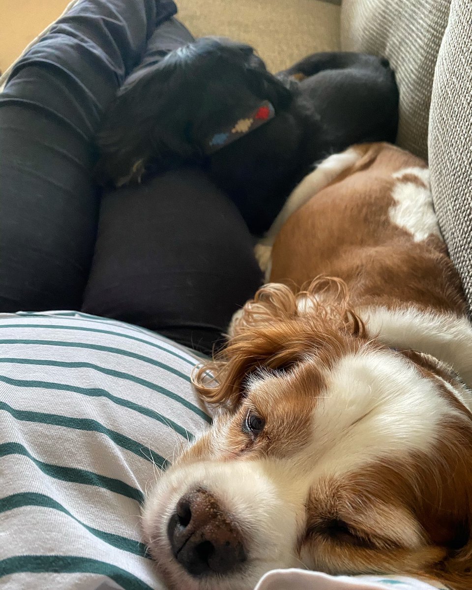 _kristilane's tweet photo. @ThanksCancer Mine have been renamed chemo assistance spaniels! They are the best nurses https://t.co/ChYwu8U0Ig