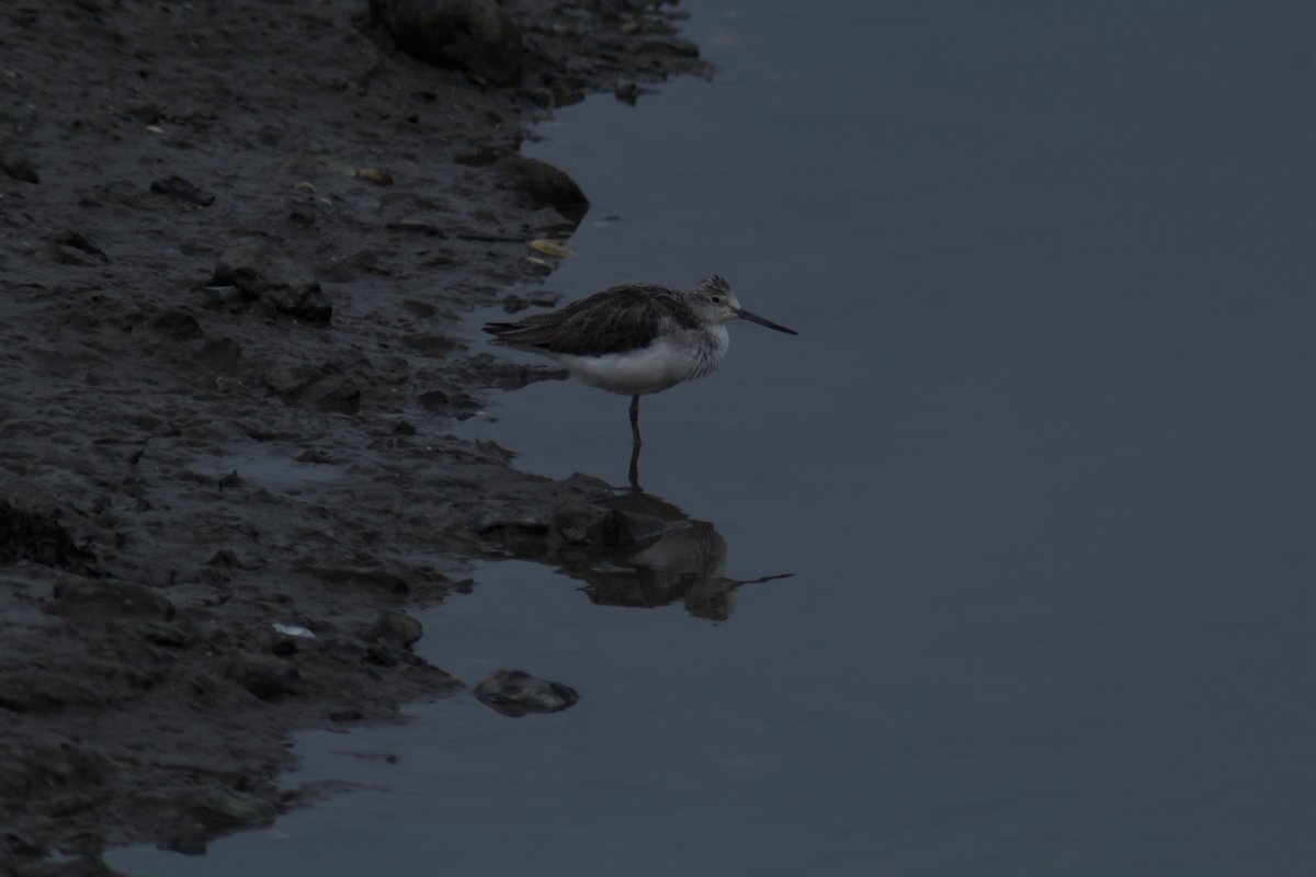 A elegant Greenshank and the reflection of a swan for size comparison.

🌱#greenishodyssey