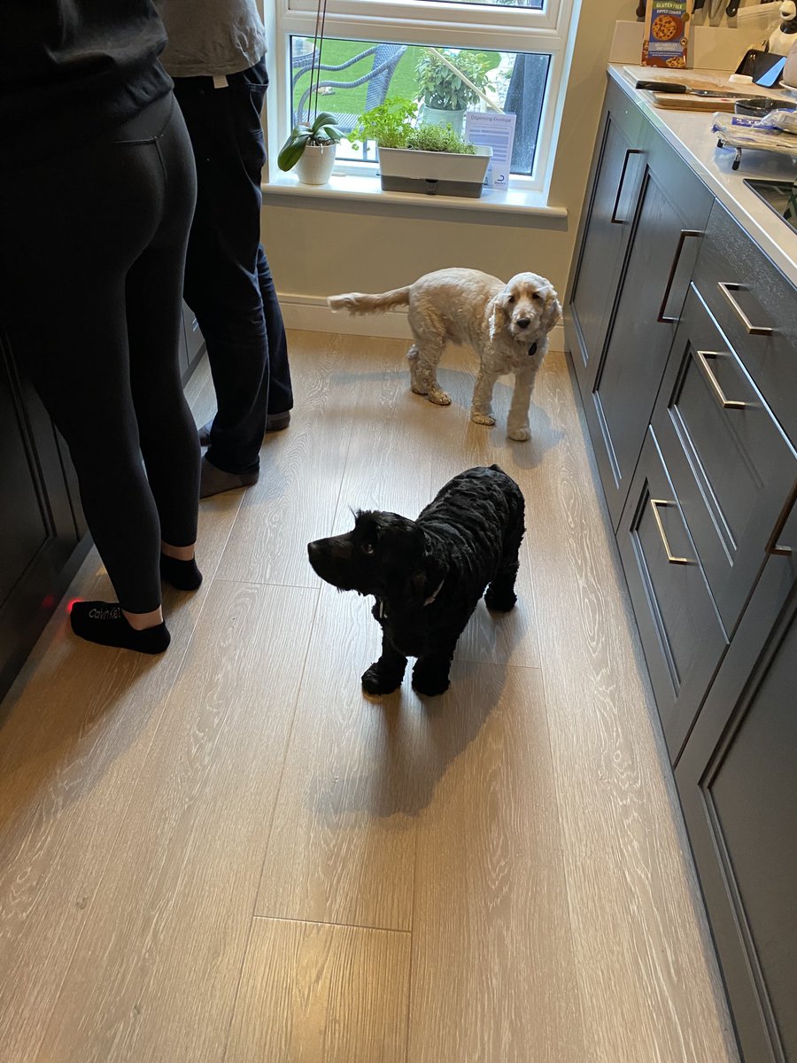 ByrneCocker's tweet photo. Hubro 3 and Husis 1 are home. Many hands make โฆ more mess and more spillage ๐
#busybusy #makingdinner #hovering https://t.co/gbdrWxnfMx