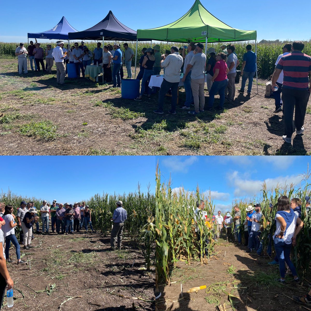 facu_cortese's tweet photo. Gracias a todos por venirse toda una mañana a charlar de manejos de Maíz y Girasol! Salió muy linda! Los esperamos el año que viene! @fidelcortese https://t.co/8JwaRa8xcA