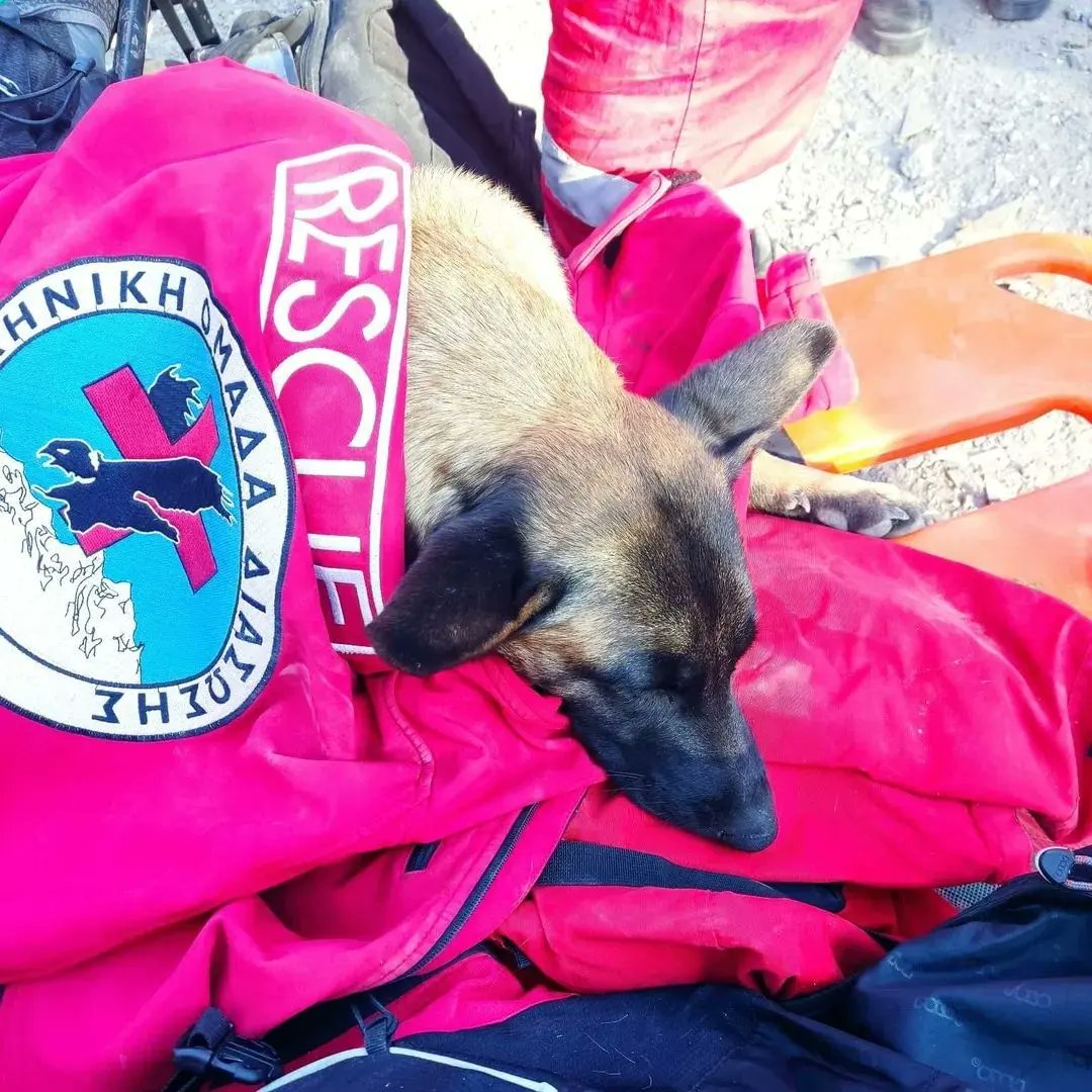 🐕‍🦺 12 σκυλιά έρευνας &amp; διάσωσης της ΕΟΔ εκπαιδεύονται στο Χορτιάτη με τον Πρόεδρο του Διεθνή Οργανισμού Σκύλων Έρευνας, @IRO.