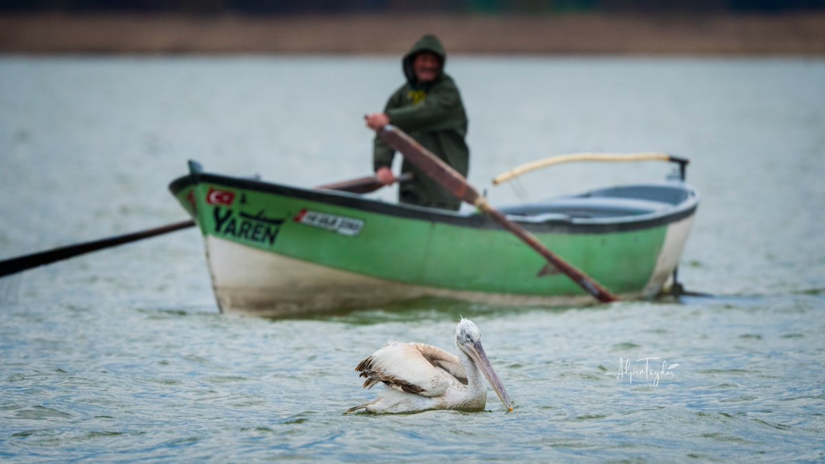 Bugün çok acayip bir şey oldu. Yaren'i beklerken Adem Amca bugün bu Tepeli Pelikan ile tanıştı. Yaren'in yokluğunun getirdiği tedirginliğin arasında gölde beklerken uçarak geldi ve yanına konuverdi.  Fotoğraf olmasa ve anlatsam çoğu kimse inanmaz. Ve dahası da var +