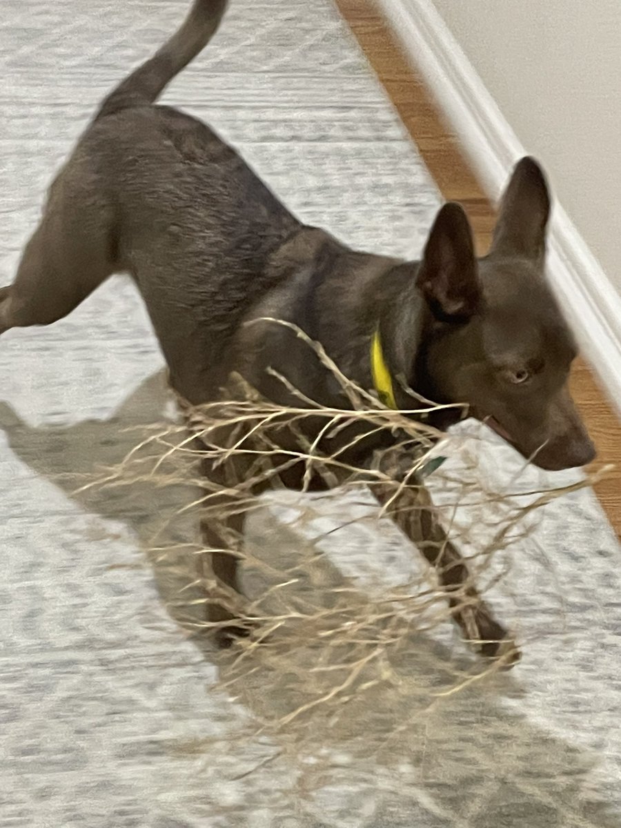 ava brava :D tweet media