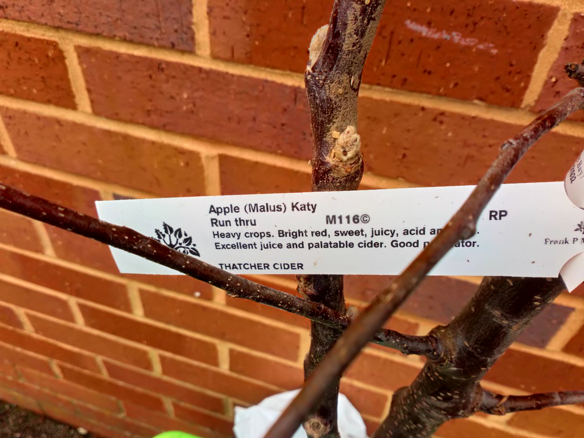 Well this is all very exciting, the mini orchard for @BetterThings14 community garden project @WPLifestyleCent have arrived, five beautiful apple trees. Huge thanks to @thatchers_cider, perfectly named tree too. 😆🍏🍎🌳