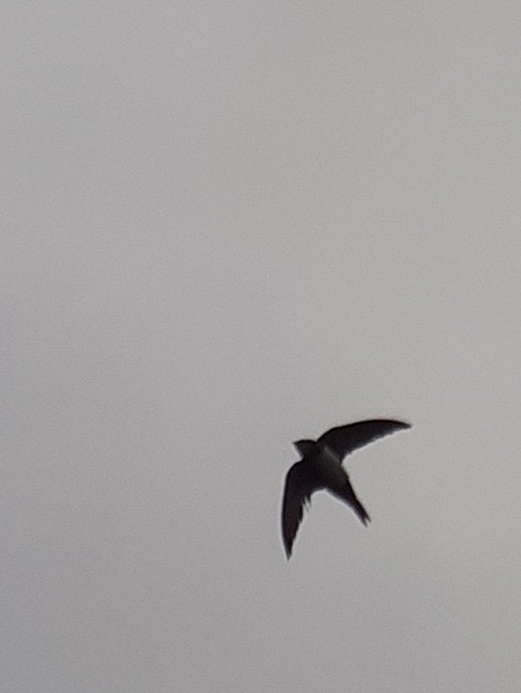 gardenbirder1's tweet photo. Great to see my 1st ever Alpine Swift showing incredibly well at Pennance head, Falmouth this evening and an awesome cliff edge birding social too! @LiamLangley1 @Luke_ozharris @LukeStoppard @fraserjbell @EmmaInzani https://t.co/THU322wySe
