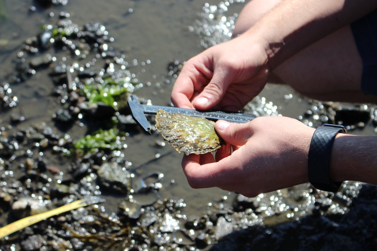 Help us find our first executive director. This is a part-time position that will combine remote work with day travel within coastal Massachusetts. massoyster.org/executive-dire…