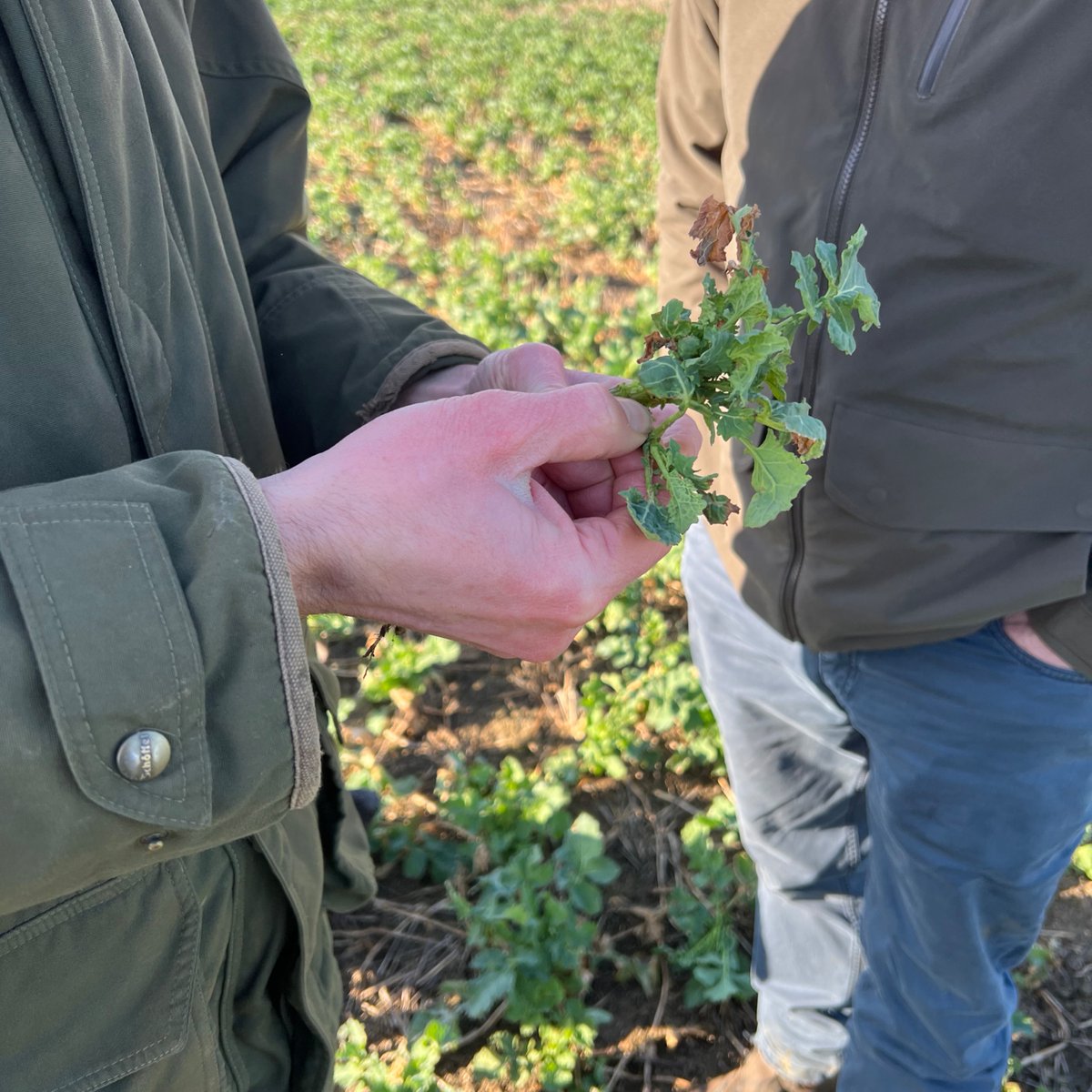 Charlie Ireland out crop walking oilseed rape and checking crops for cabbage stem flea beetle damage. This crop is growing away nicely after having some nitrogen. What are your oilseed rape crops looking like? #agronomy #agronomist #cropmanagement #oilseedrape