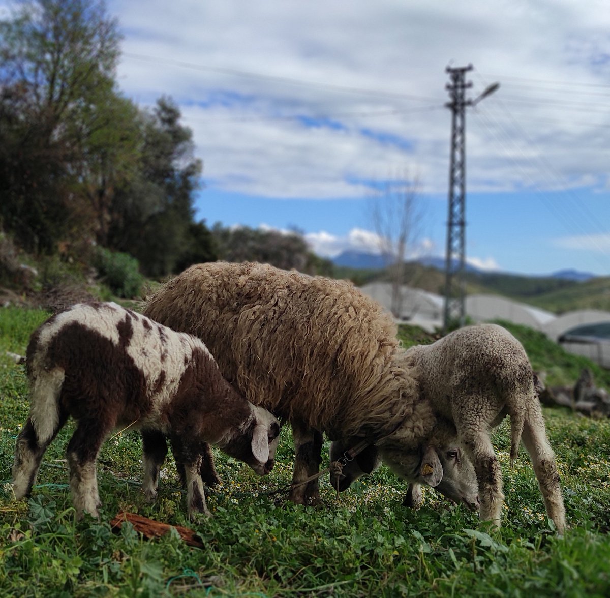 Oğuz Çetin Açıkgöz (@ogzctn7) on Twitter photo 