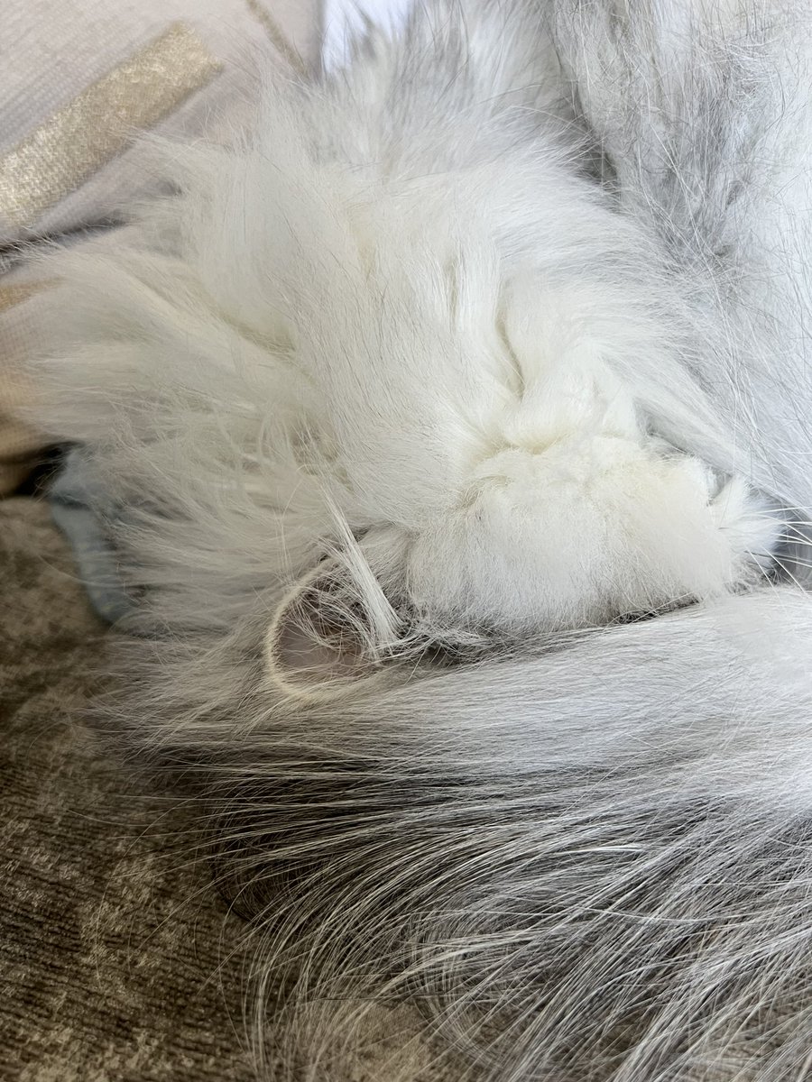 SmellyanneD's tweet photo. My cat and I just listened to hypnosis on the couch together and now we’re feeling sooo relaxed and suggestible https://t.co/njRr9eJPWc