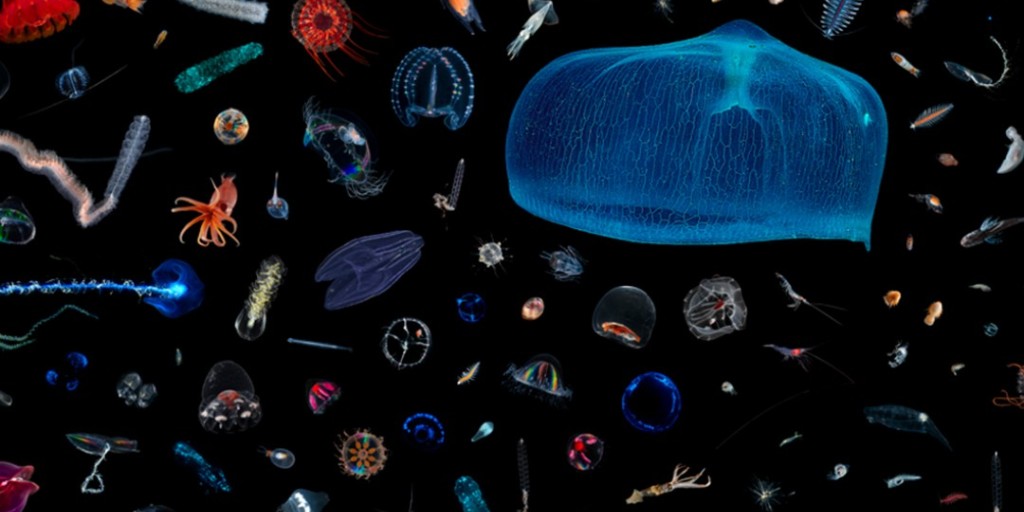 fwmsh's tweet photo. On Saturday, March 18th, preview of "Life in One Cubic Foot," a traveling #exhibit organized by the @sitesExhibits in collaboration with the Smithsonian’s Museum of Natural History. Build your own "biocube" and explore the museum, all during #MemberMorning!
#FWMSH #Life1CubicFt https://t.co/fD2alQWkkN