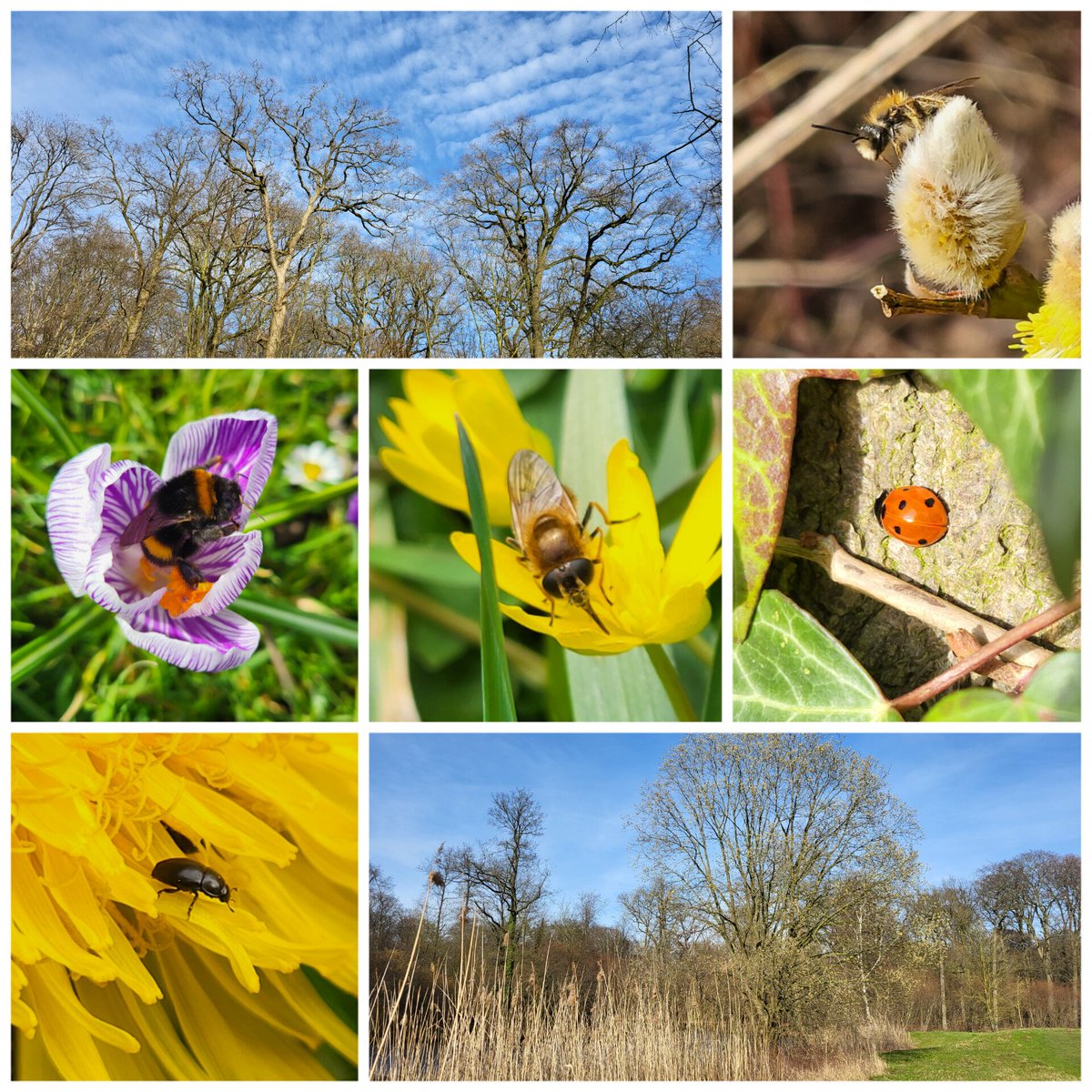 besje's tweet photo. Vandaag in Amelisweerd. 😎🌳

De zweefvlieg (midden) is waarschijnlijk een Wilgengitje, een soort die nog niet eerder in Amelisweerd is waargenomen. https://t.co/9JyMESl66t