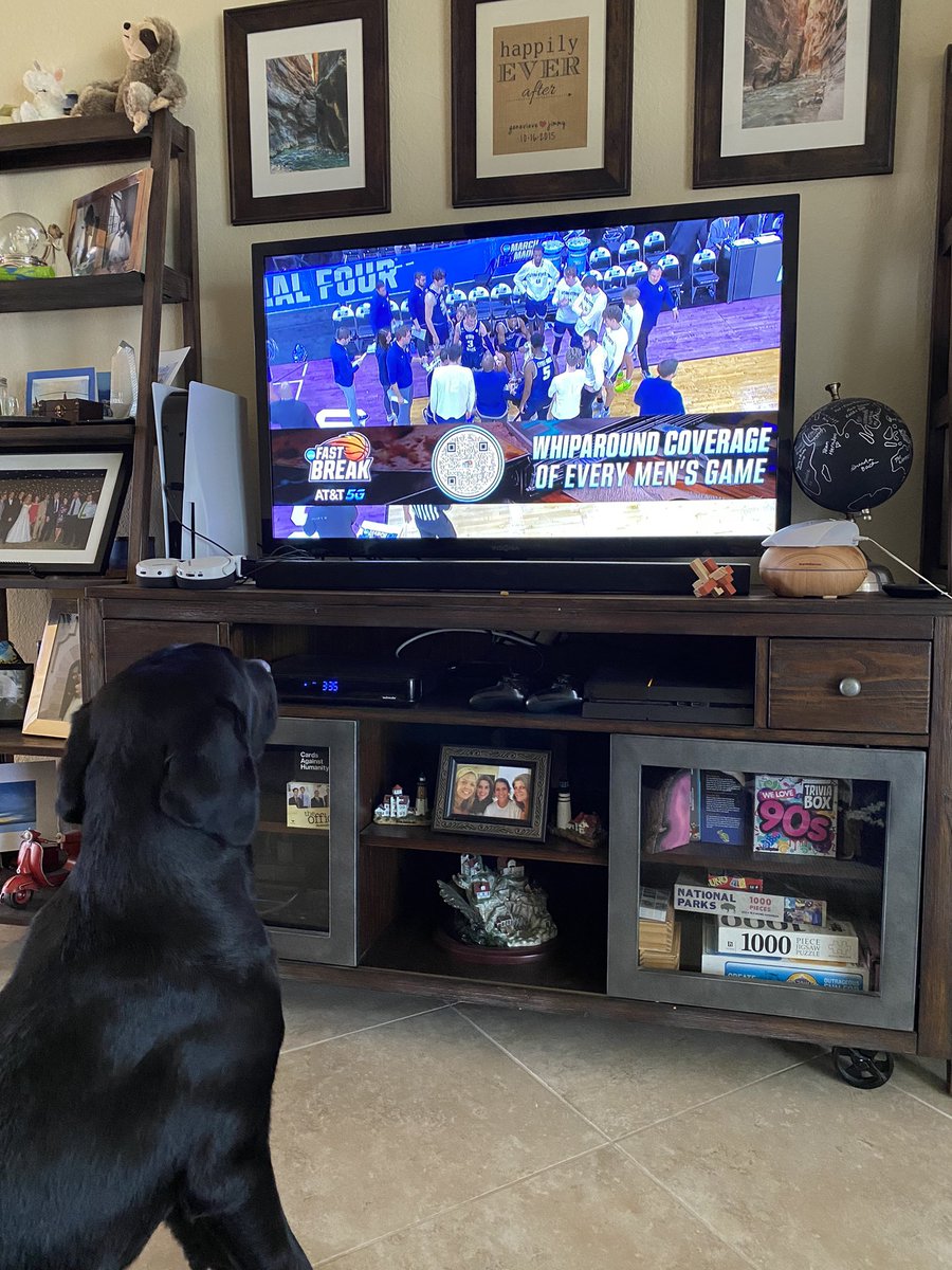 I may have wanted to get a dog just so he could enter a bracket into the @TSBI_XVIII Don’t tell <a href="/GenevieveJudge/">Genevieve Judge</a> 
Look out for Chief’s bracket! He’s a big fan of the <a href="/PackMensBball/">NC State Men's Basketball</a> and <a href="/UConnMBB/">UConn Men's Basketball</a> teams #tsbi