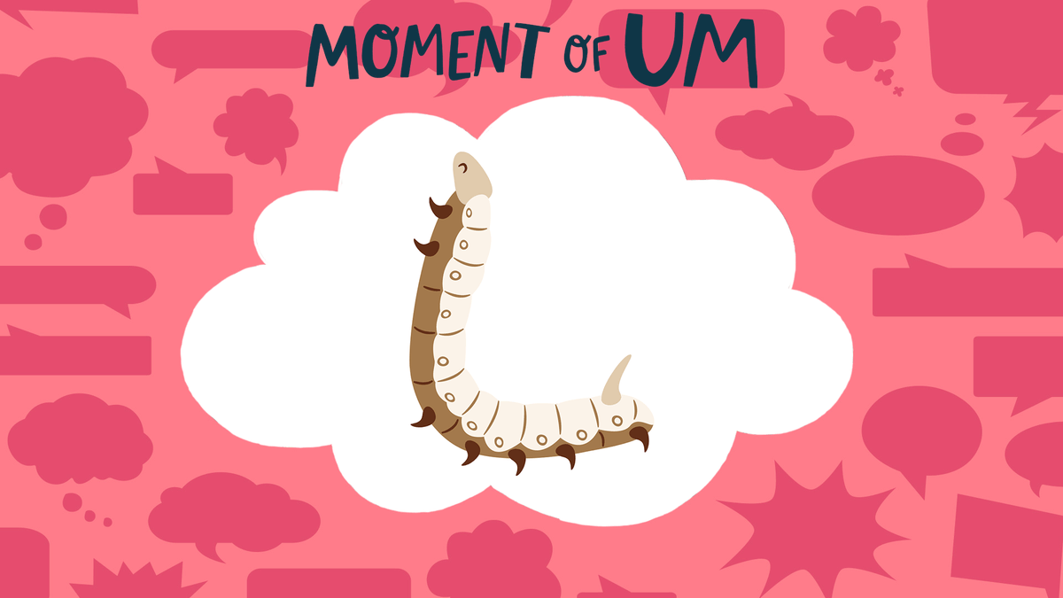 Brains_On's tweet photo. #WormWeek: How do silkworms produce silk?https://t.co/N5EV0PADh1 https://t.co/FIMl2Sj5fF