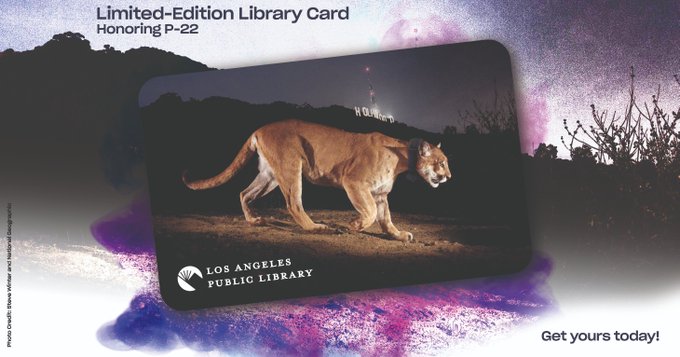 AscotLAPL's tweet photo. @AscotLAPL has a few new #LAPL library cards left honoring #P22. Come on in with your photo ID to get yourself one before they're all gone.... Because once they're gone, they're gone. 
We're at the corner of #FlorenceandMain 👋#LosAngelesPublicLibrary https://t.co/xzWCIwCA5m