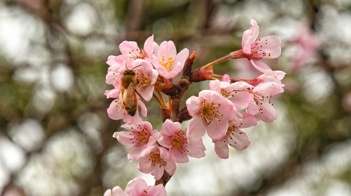 所々で桜が咲いたと言うことなので
一眼レフ持って桜撮ってたら
蜂が密吸いにきてた🐝
#春 #桜 #宮地嶽神社
#D500　#Nikon