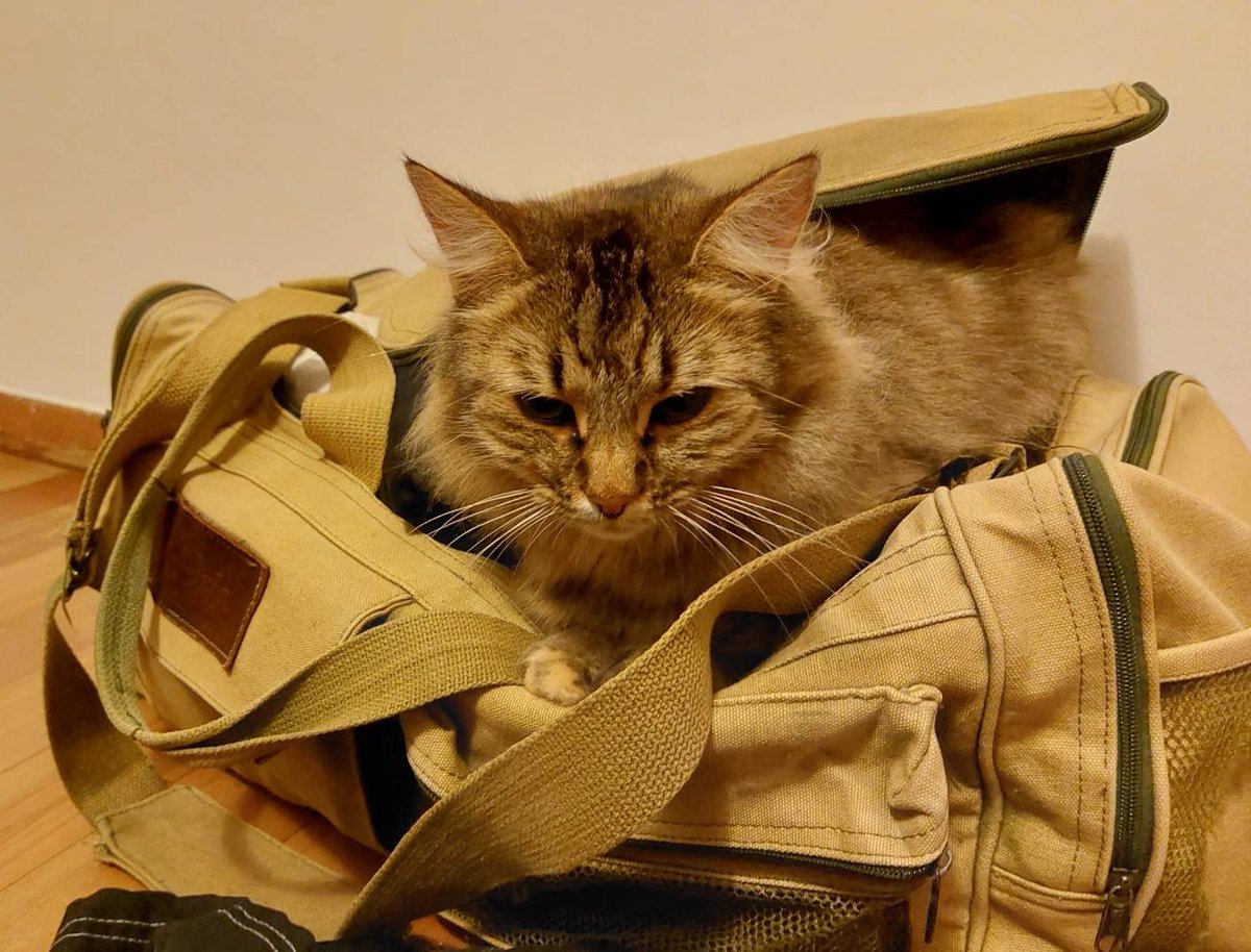 ItiAndMomona's tweet photo. If there is a bag I am gonna sit in it.
#RiskNothing
#NotCatLeftBehind
Iti is hiding, the coward. https://t.co/HeCovS9ftr
