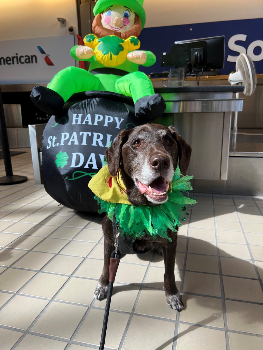 PITairport's tweet photo. Flying through PIT tomorrow? You're in luck—literally! Our PIT PAWS team will be in the spirit of St. Patrick’s Day, charming passengers with a parade through the Airside Terminal concourses from 10 a.m.-12 p.m! https://t.co/uDctxl3p6I