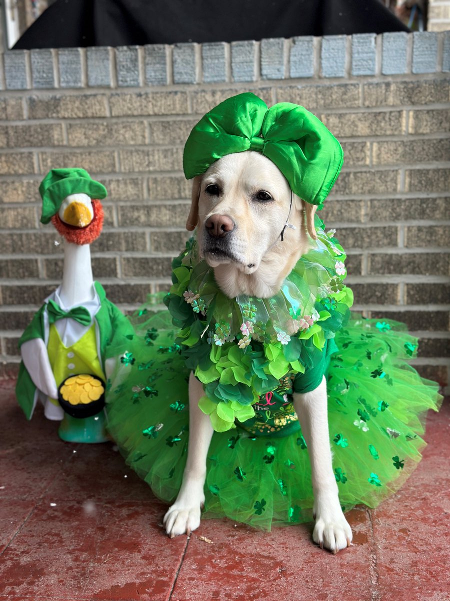 PITairport's tweet photo. Flying through PIT tomorrow? You're in luck—literally! Our PIT PAWS team will be in the spirit of St. Patrick’s Day, charming passengers with a parade through the Airside Terminal concourses from 10 a.m.-12 p.m! https://t.co/uDctxl3p6I