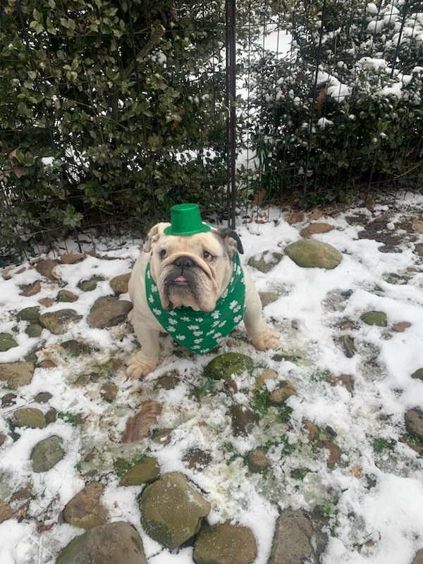 PITairport's tweet photo. Flying through PIT tomorrow? You're in luck—literally! Our PIT PAWS team will be in the spirit of St. Patrick’s Day, charming passengers with a parade through the Airside Terminal concourses from 10 a.m.-12 p.m! https://t.co/uDctxl3p6I