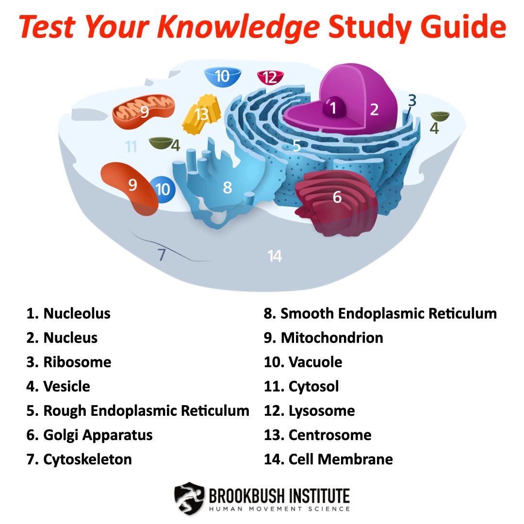 BrookbushInst's tweet photo. ๐ง Learn more, test your knowledge, and CECsby checking out our online course "Muscle Cell Structure and Function" -
Go to our profile ๐ https://t.co/Vf3MZKdE84
#brookbushinstitute #musclecells #biology #humananatomy #connectivetissue #nervecells #cellstructure #motorunits https://t.co/t8NwabA9o2