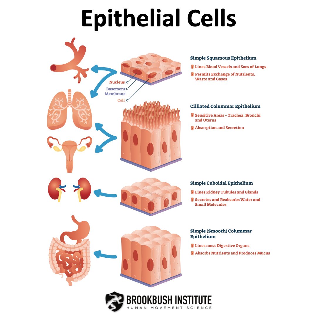 BrookbushInst's tweet photo. ๐ง Learn more, test your knowledge, and CECsby checking out our online course "Muscle Cell Structure and Function" -
Go to our profile ๐ https://t.co/Vf3MZKdE84
#brookbushinstitute #musclecells #biology #humananatomy #connectivetissue #nervecells #cellstructure #motorunits https://t.co/t8NwabA9o2