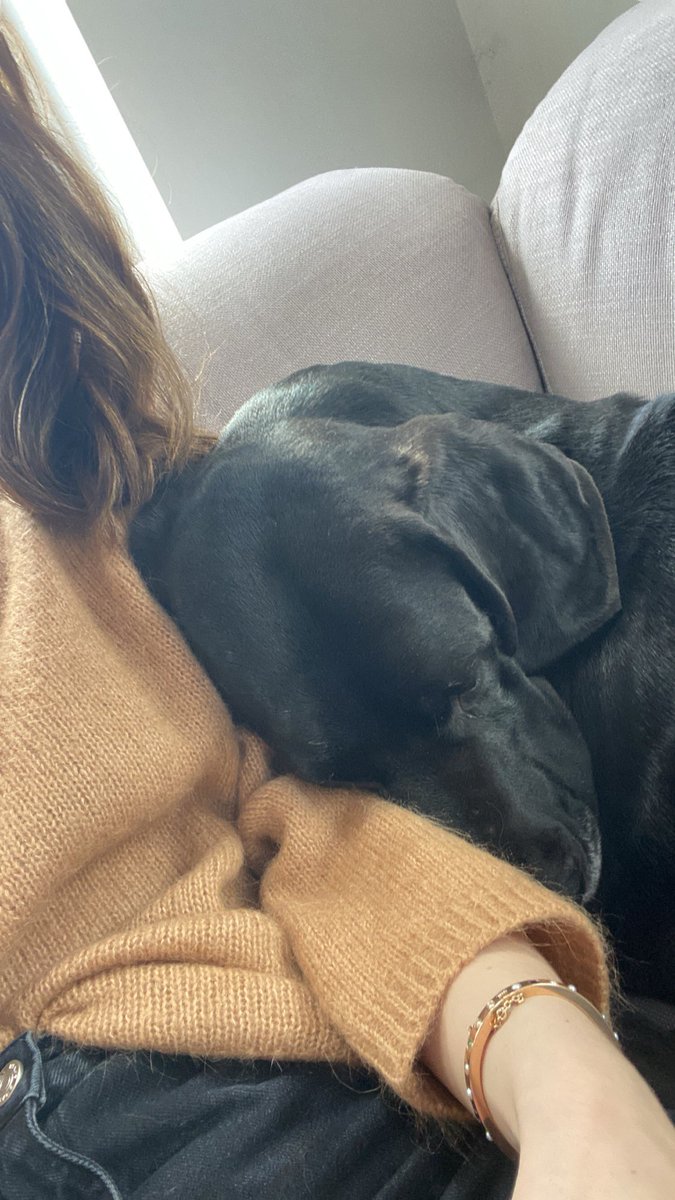 SarahRe92276995's tweet photo. The mid workday snuggles. Meet Molly, our new gorgeous girl 🥰@DublinSPCA https://t.co/FuEZPem21v