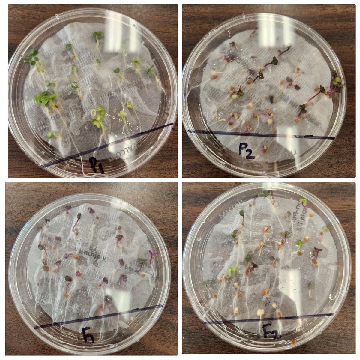 MrsBFerraro's tweet photo. Our unit on Genetics has been so much fun! We have been creating baby bugs, growing pea plant seedlings, and drawing faces to model genetic traits! 🧬🧫🫛 https://t.co/P5Ln4tsKIK