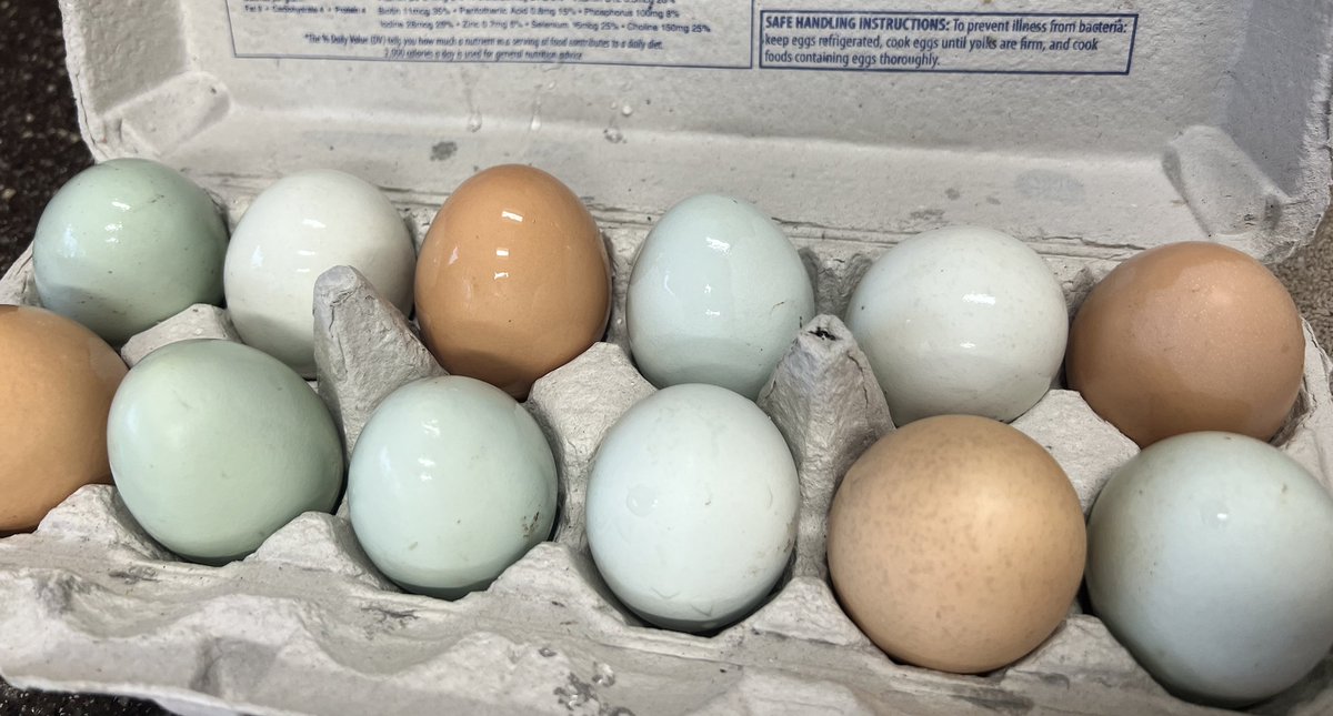 Eggs for Sale! $5 a dozen. Contact stefanie.limpert@kirkwoodschools.org to get yourself a carton. 
(Proceeds help support the purchase of food and materials for our feathered friends.) We appreciate your support!