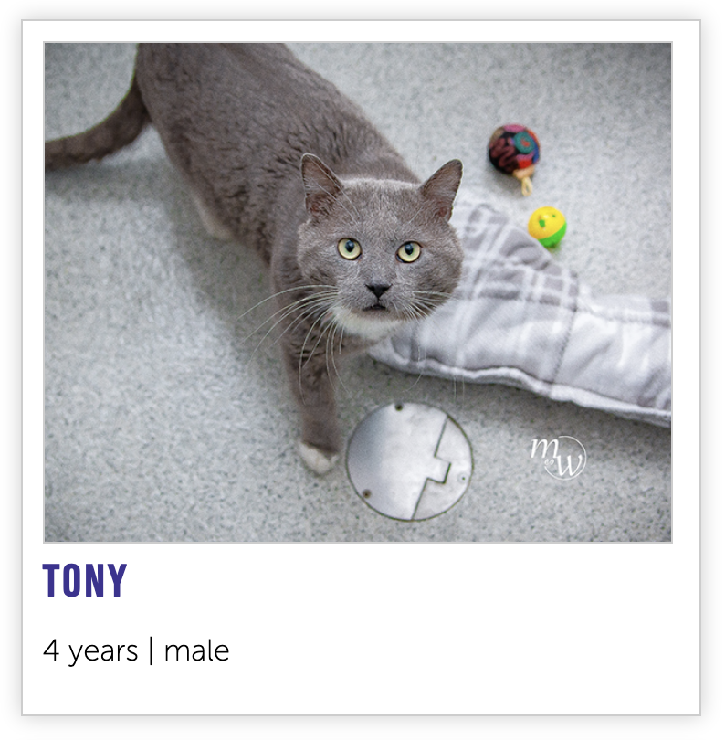 NHSCats's tweet photo. Tony is the best Tony. it's not even a competition

Tony the Tiger? please
Tony Soprano? not real. next
Tony Shalhoub??? wait. that guy seems nice. hm

give us a minute to recalculate this https://t.co/CxkpU7vs4J