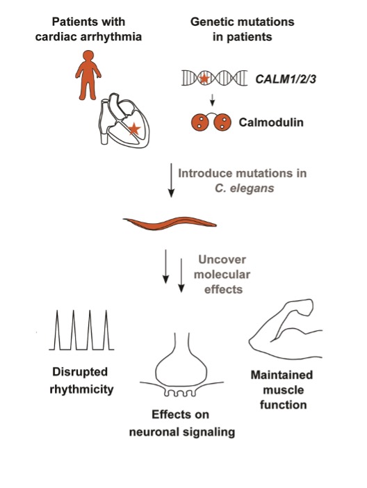 HeleneHalkjaer's tweet photo. Happy and proud to share that our study "Human calmodulin mutations cause arrhythmia and affect neuronal function in C. elegans" is now online in @hmg_journal  🎉 #Calciumsignaling #Celegans #Arrhythmia #Calmodulin (1/4)

https://t.co/zf2ntzyWKH https://t.co/xvuYWaPdcs