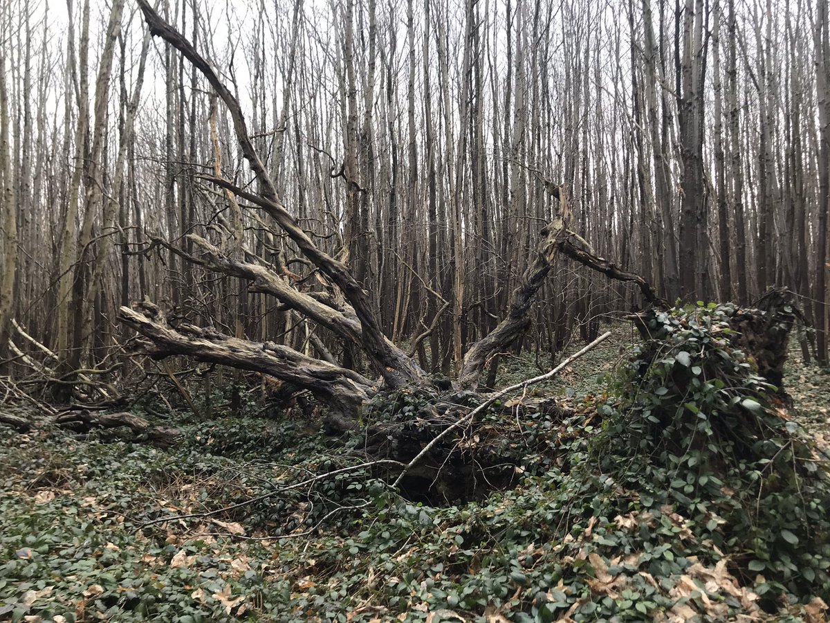 A fallen giant.