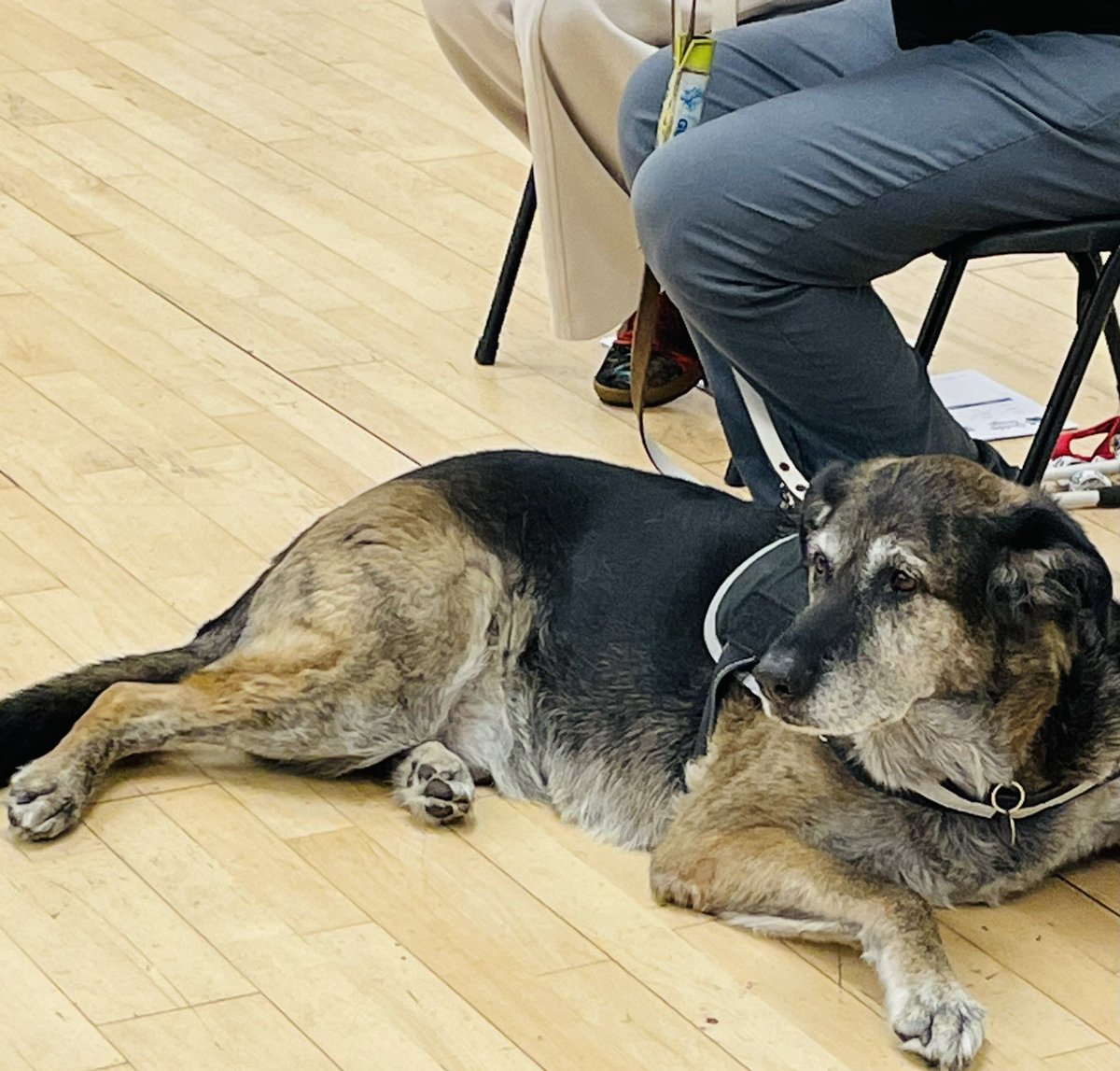 1stBispham's tweet photo. Tonight our Beavers were joined by Steph, her Guide Dog 🦮 Dave and friend Linda, thank you for sharing your experiences and stories with us of how you have adapted to live without your sight! We could have talked and asked questions for hours! https://t.co/dqiDf6YBXz