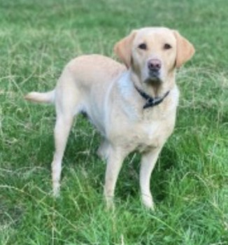 millypod1's tweet photo. 🆘15 MAR 2023 #Lost LOLA #ScanMe #Tagged
Yellow Labrador Retriever Female
Left leg bent due to an old break. One ear is stitched up due to full ear canal removal.
#Abbeystead Forest of Bowland Area 
#Lancashire #LA2 
https://t.co/XRk31ZyULA https://t.co/u6Cer35v4Z