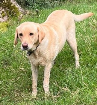 millypod1's tweet photo. 🆘15 MAR 2023 #Lost LOLA #ScanMe #Tagged
Yellow Labrador Retriever Female
Left leg bent due to an old break. One ear is stitched up due to full ear canal removal.
#Abbeystead Forest of Bowland Area 
#Lancashire #LA2 
https://t.co/XRk31ZyULA https://t.co/u6Cer35v4Z