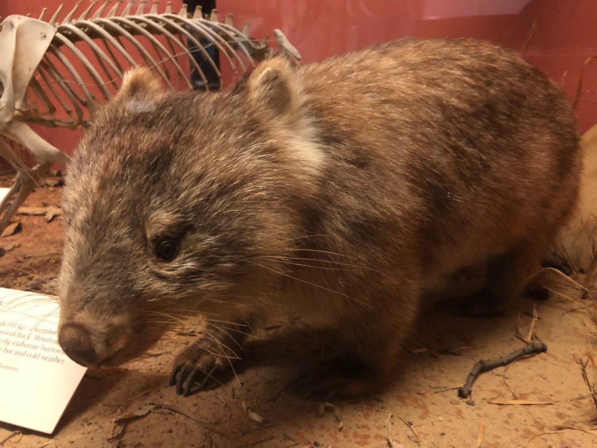 Field Museum on Twitter "Fun fact 4867 to share during that hinge