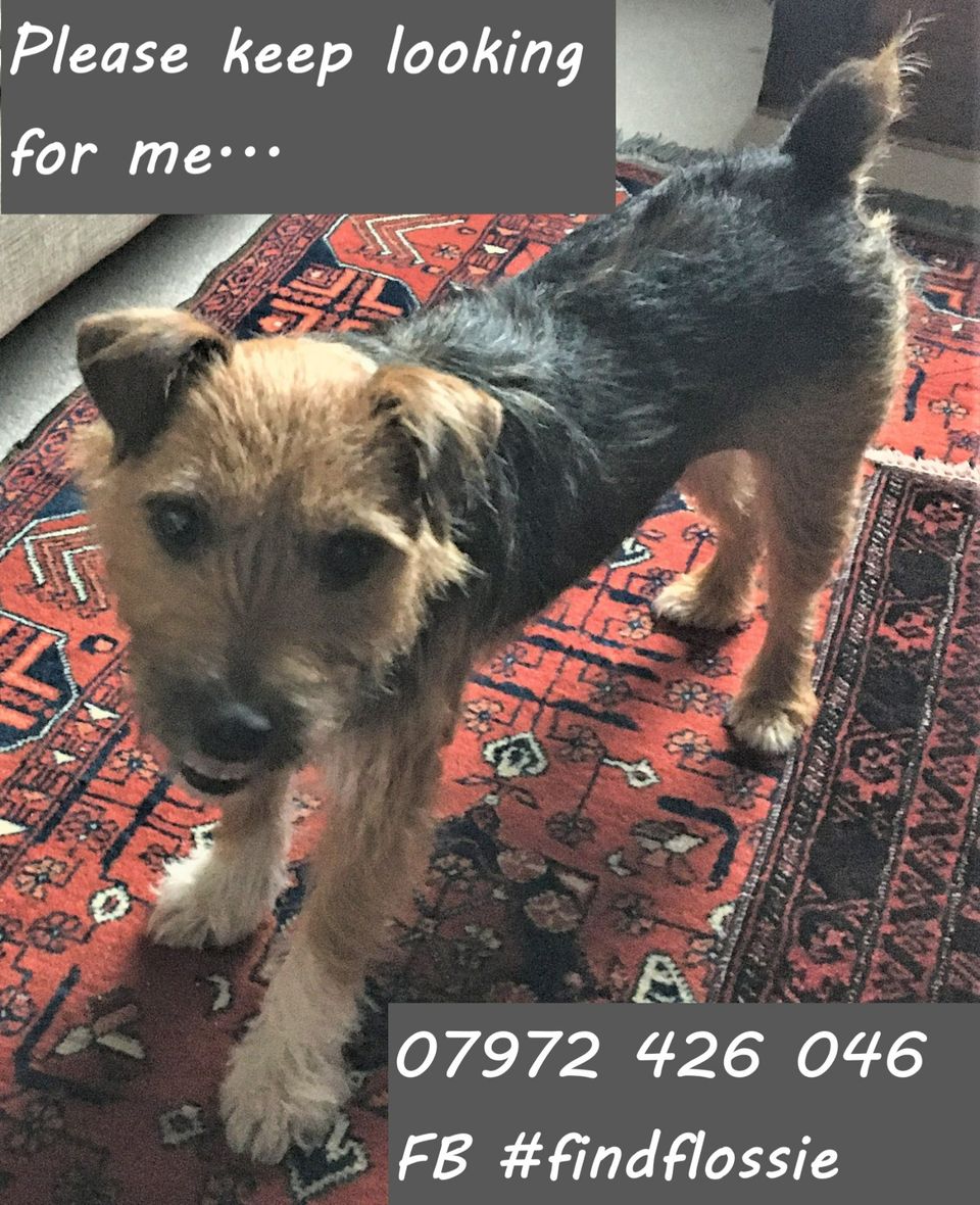 Please retweet to help FIND FLOSSIE, MISSING/STOLEN FORM #BLYTH #UK 
She could be anywhere in the country now. 
Have you been offered a dog like this? 
Her dad is 91 and is devastated. 

Please share, let's get her home? 🍀
LARGE REWARD ❤️