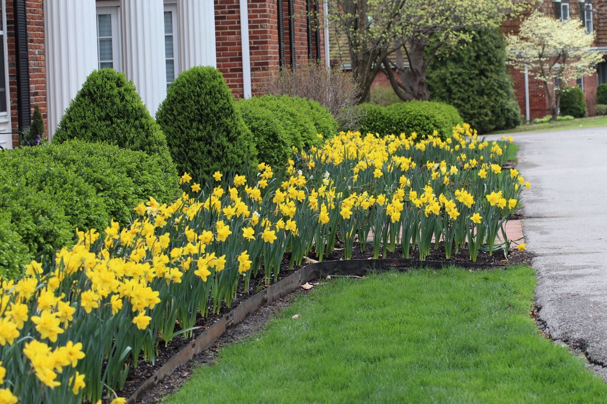 GloriousInStLou's tweet photo. Daffodil appreciation post! These classic spring blooms have an abundance of charm and a variety of beautiful cultivars. Their brilliant shades of yellows can brighten even the chilliest of early spring mornings. https://t.co/KMB4GFjfdd