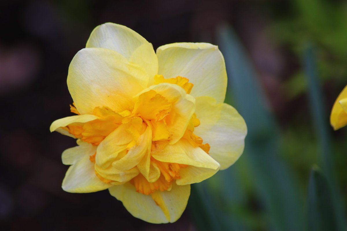 GloriousInStLou's tweet photo. Daffodil appreciation post! These classic spring blooms have an abundance of charm and a variety of beautiful cultivars. Their brilliant shades of yellows can brighten even the chilliest of early spring mornings. https://t.co/KMB4GFjfdd