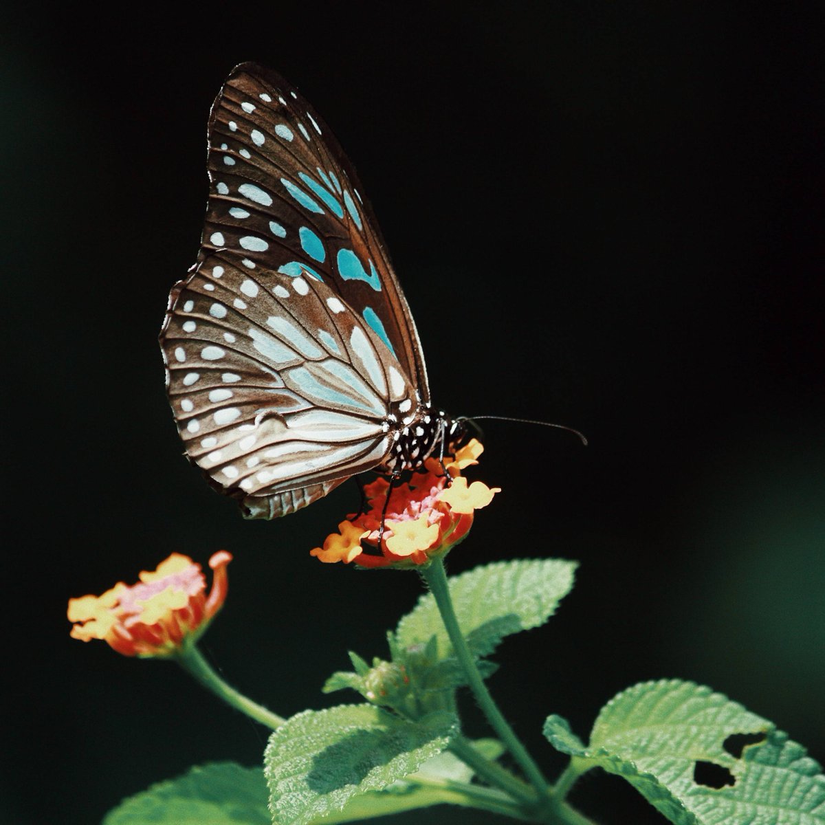 Butterfly Conservation on Twitter "RT TwycrossZoo Untold Stories