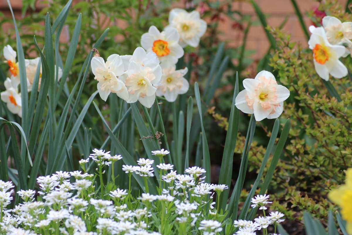 GloriousInStLou's tweet photo. Daffodil appreciation post! These classic spring blooms have an abundance of charm and a variety of beautiful cultivars. Their brilliant shades of yellows can brighten even the chilliest of early spring mornings. https://t.co/KMB4GFjfdd