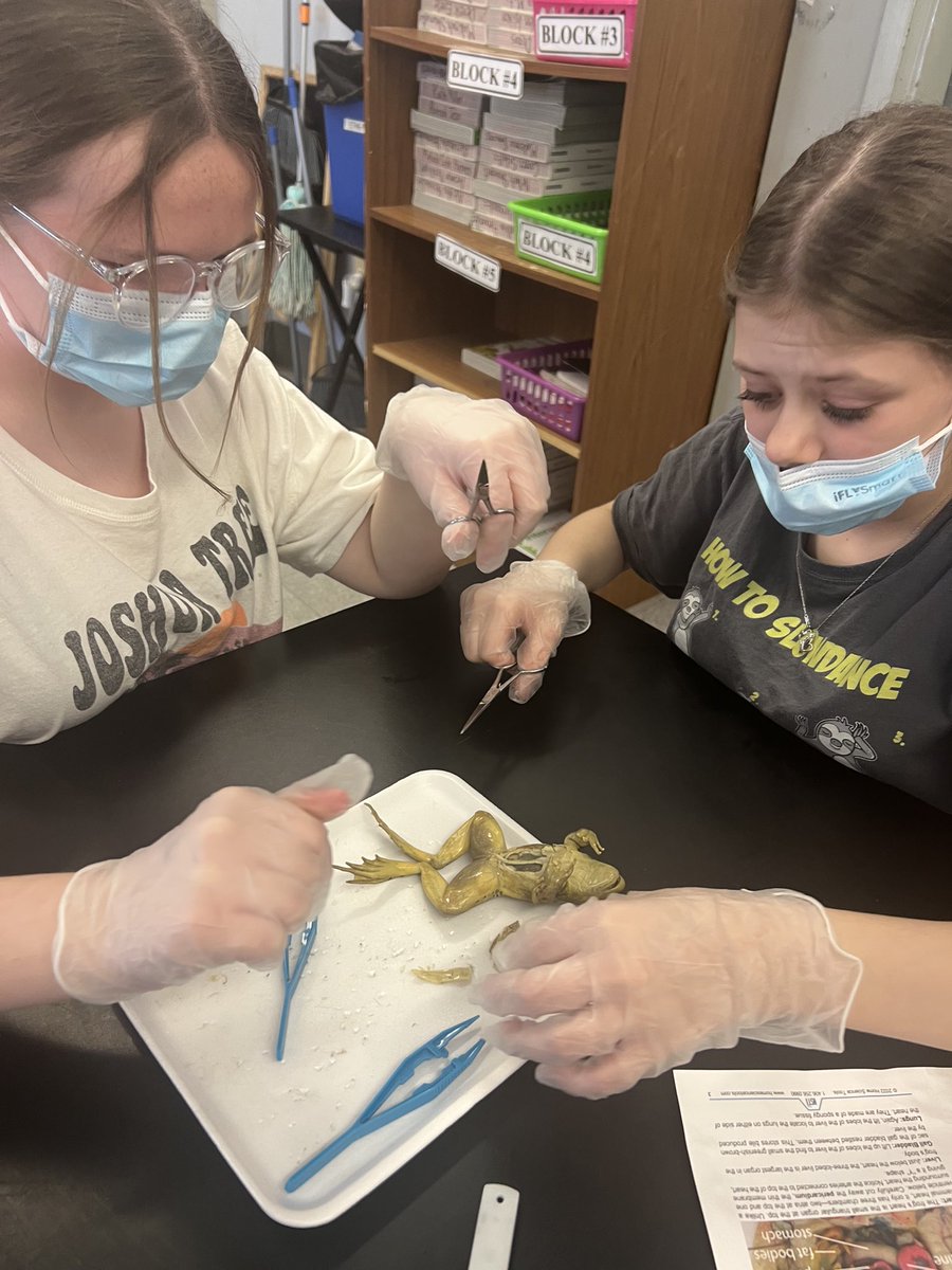 SandersMiddle55's tweet photo. Dissecting frogs in Ms. Etha”s science class @SandersMiddle55 . She keeps our Yellowjackets actively engaged everyday! Ms. Etha, you make science rock! #RocknLearn @864Dawkins_ @LCSD55 @loveSCschools https://t.co/HXzKDgCFQ4