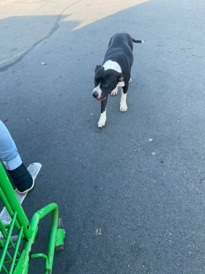 Located at supermax 167 bayamon
Just met this beauty, she's in bones but pregnant and will
have her babies sOon.
X
I gave her food and water and cuddles because she is so
loving.
now
I'm going to stop by to give her food and I hope to see her
tomorrow