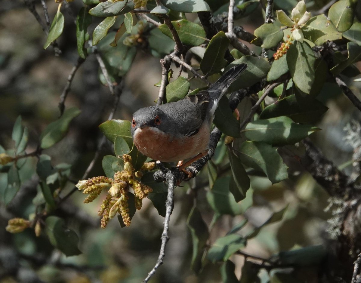 Western Subalpine Warblers were present at every stop we made today in the #Monfragüe National Park. #birding #Extremadura @birdextremadura