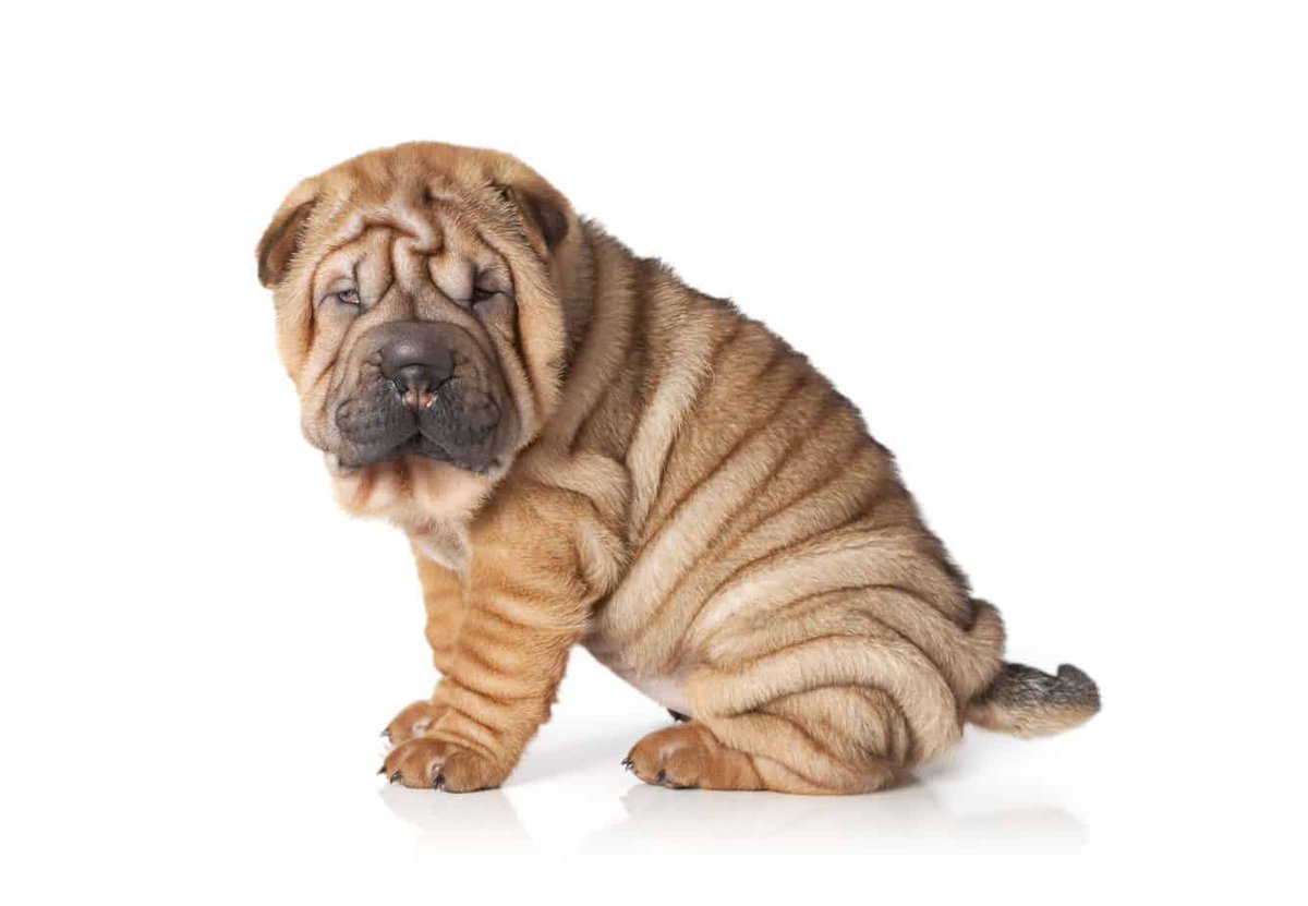 ashleeyy_g1's tweet photo. Pedigree dog breeding is controversial and needs to be addressed due to the detrimental physical effects on the quality of life that dogs have. #39canimals https://t.co/o9TeC6FuA6