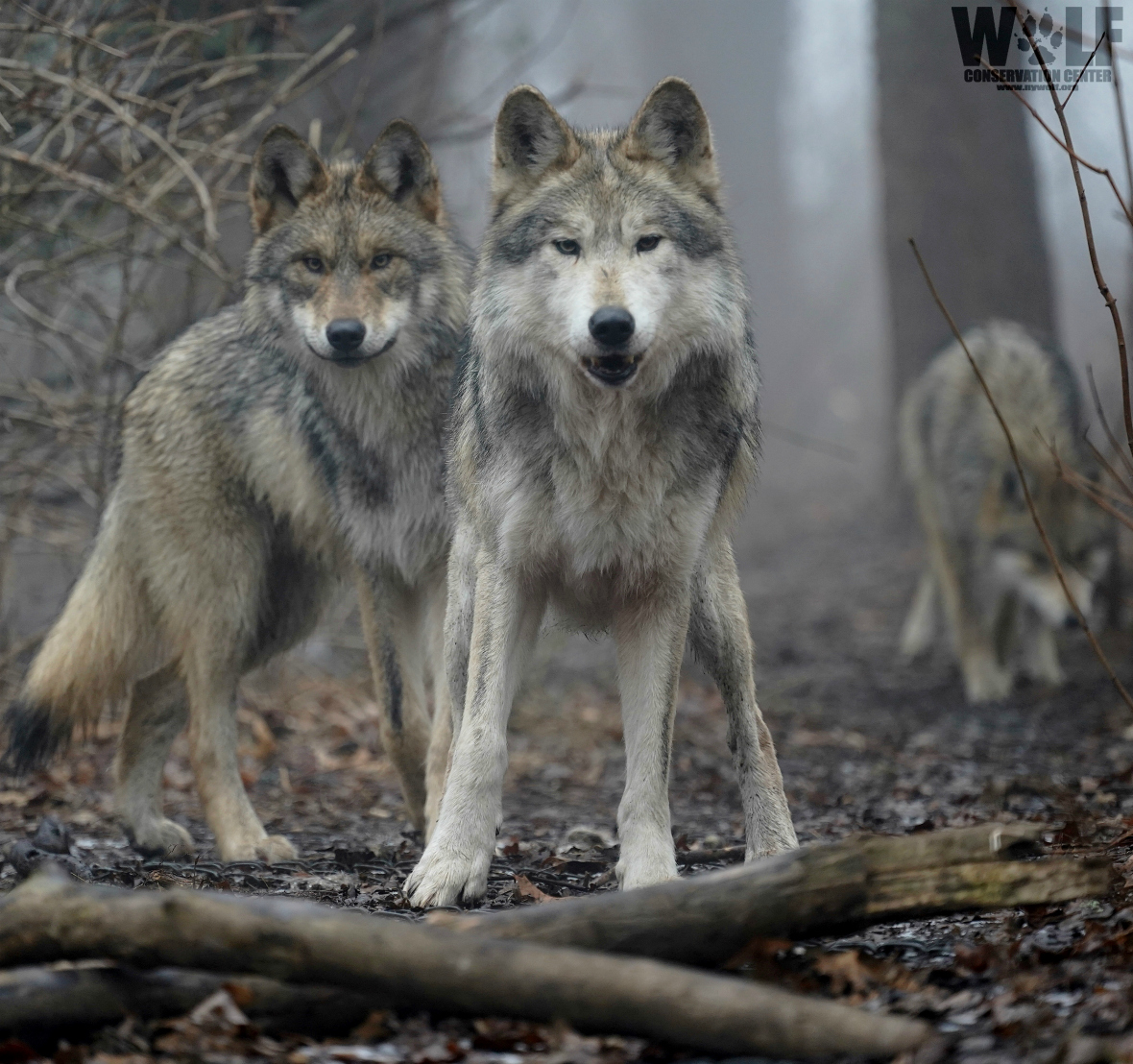 nywolforg's tweet photo. Did you know that cooperative living allows wolves to limit their own population? For example, they control the numbers within their family group by only letting certain members breed. Self-regulation ensures that these essential apex predators do not overexploit their resources. https://t.co/vcRiTKwExZ