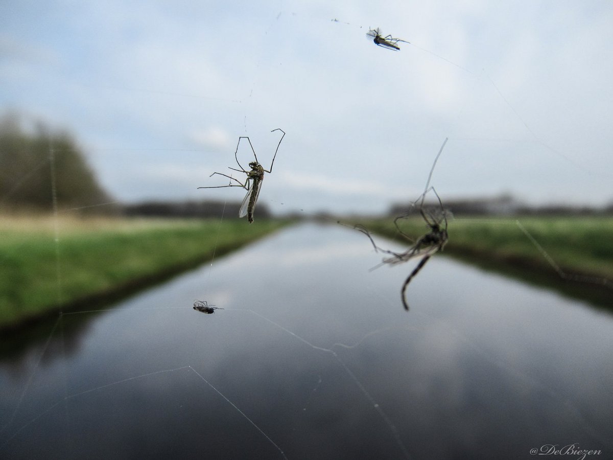 <a href="/WNAaenMaas/">Water Natuurlijk Aa en Maas</a> Enne nog even dit: óók BBB dient zich aan de Kaderrichtlijn Water te houden 😉* De Kaderrichtlijn Water is opgesteld om de waterkwaliteit is Europa te verbeteren. De richtlijn is sinds 2000 van kracht. In de richtlijn staan afspraken ➡️