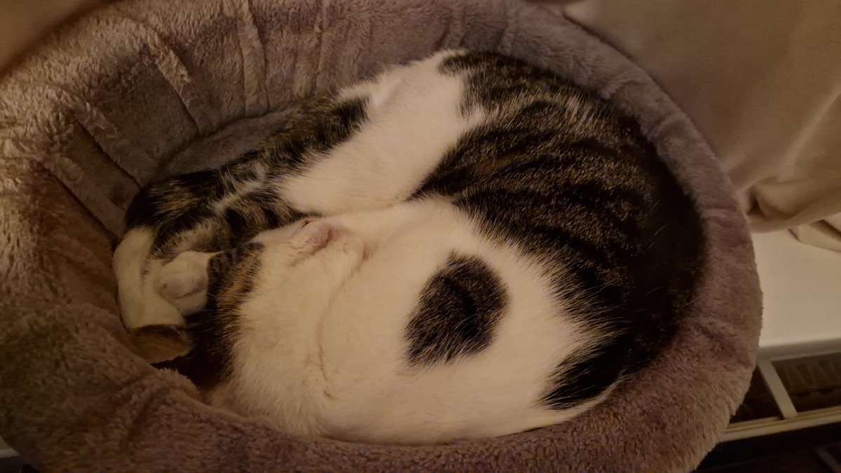AstridWB's tweet photo. @ienapiena Mijn Zac heeft ook veel teveel alleen gezeten. Maar ik verdenk hem er toch van dat hij vooral slaapt! https://t.co/GFsB9A3XHM